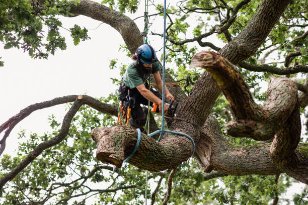 How Our Tree Care Process Works  in  Wallace, LA